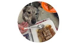 Pieneläimet ryhmään