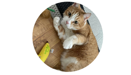 Pieneläimet ryhmään