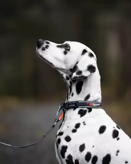 Non-stop Roam Collar purple - Koiran pistolukkopannat - 43180 - 2