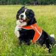Brava Atte huomioliivi, oranssi koko S - Koiran huomiotuotteet ja pelastusliivit - 38840 - 4