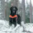 Brava Atte huomioliivi, oranssi koko S - Koiran huomiotuotteet ja pelastusliivit - 38840 - 7