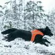 Brava Atte huomioliivi, oranssi koko S - Koiran huomiotuotteet ja pelastusliivit - 38840 - 6