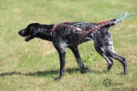 Manmat Run long-vetovaljaat Pinkki-musta - Koiran vetovaljaat - 42461 - 2