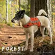 Brava Forest huomioliivi - Koiran huomiotuotteet ja pelastusliivit - 37991 - 7