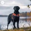 Brava Forest huomioliivi - Koiran huomiotuotteet ja pelastusliivit - 37991 - 4