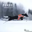 Brava Forest huomioliivi - Koiran huomiotuotteet ja pelastusliivit - 37991 - 10