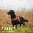 Brava Forest huomioliivi - Koiran huomiotuotteet ja pelastusliivit - 37991 - 5