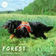 Brava Forest huomioliivi - Koiran huomiotuotteet ja pelastusliivit - 37991 - 6