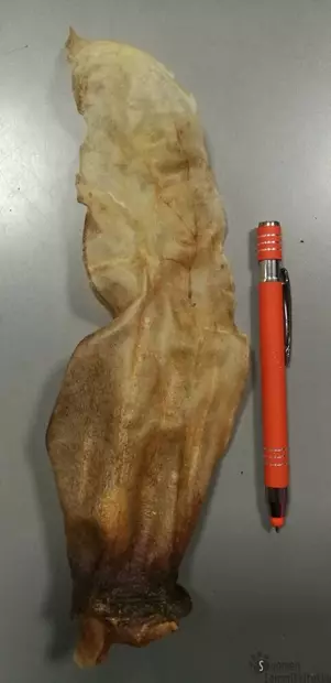 Vuohen korva - Kuivatut ruhon osat koiralle - 39552 - 1