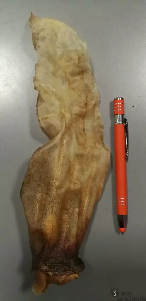 Vuohen korva - Kuivatut ruhon osat koiralle - 39552 - 1