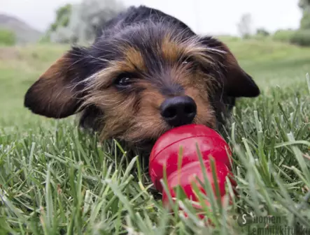 Kong Classic Original - Koiran aktivointilelut, pelit ja kupit - 40303 - 2