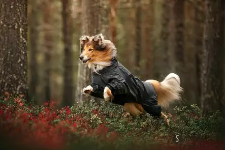 Rukka Flash haalari koiralle - Koiran haalarit - 41123 - 2