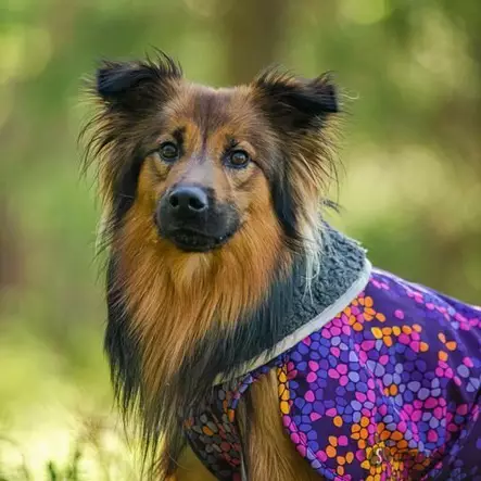 ToppaPomppa Curry 28cm - Koiran talvitakit - 42453 - 2