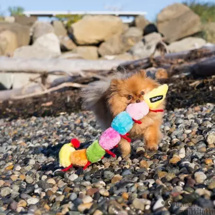 Zippypaws Tuhatjalkainen - Koiran pehmolelut - 42424 - 2