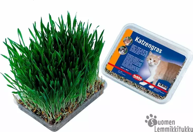 Nobby Kissanruoho kasvatusalustalla - Kissan herkut - 38094 - 1