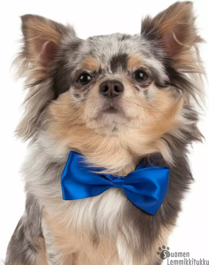 Rusetti Dickie koiralle 1 kpl, värivalikoima - Koiran asusteet - 41534 - 1