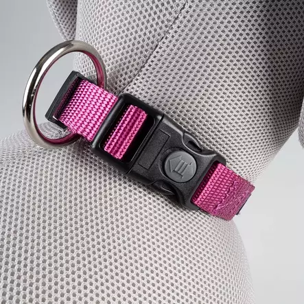 Explor Classic collar Fuksia - Koiran pistolukkopannat - 43185 - 2