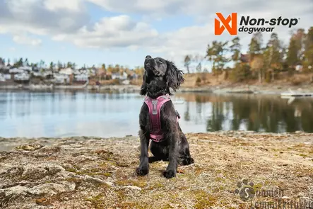 Non-stop Ramble valjaat, vihreä - Koiran valjaat - 40105 - 2