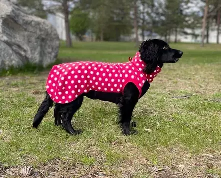 Satu Singeri Fleece-paita polka dot - Koiran kevyttakit ja villapaidat - 43125 - 1