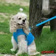 Puppia Soft Vest takkivaljaat B - Koiran valjaat - 41605 - 8