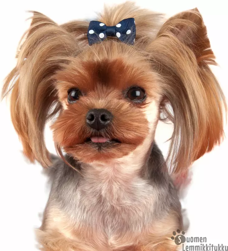 Polka Dot rusetti klipsillä, värivalikoima - Koiran asusteet - 41535 - 1