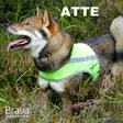 Brava Atte huomioliivi, neonkeltainen - Koiran huomiotuotteet ja pelastusliivit - 39538 - 9