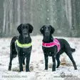 Brava Atte huomioliivi, neonkeltainen - Koiran huomiotuotteet ja pelastusliivit - 39538 - 8
