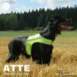 Brava Atte huomioliivi, neonkeltainen - Koiran huomiotuotteet ja pelastusliivit - 39538 - 7