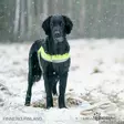 Brava Atte huomioliivi, neonkeltainen - Koiran huomiotuotteet ja pelastusliivit - 39538 - 6
