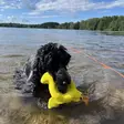 Rukka Pets koiran vesilelu, ankka - Koiran pehmolelut - 43039 - 3